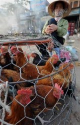 Grippe Aviaire - La grippe aviaire - AgriConseils : Communément appelée grippe aviaire, l'influenza aviaire est une infection virale très contagieuse parmi les oiseaux et qui a été dans des cas rares transmise à l'homme.